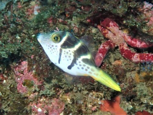 ノコギリハギの幼魚・東伊豆北川｜ダイビングショップアリエス