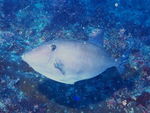 ウマヅラハギ＠千葉県・西川名｜ダイビングショップアリエス