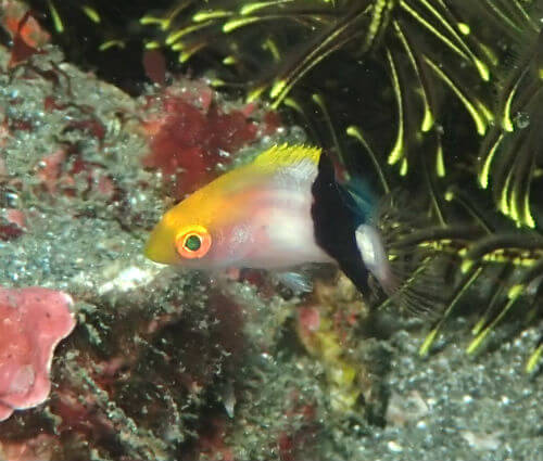 キツネベラの幼魚・千葉県伊戸｜ダイビングショップアリエス