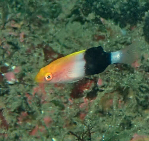 キツネベラの幼魚・東伊豆北川｜ダイビングショップアリエス