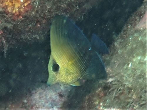 ゴマハギの幼魚・西伊豆井田｜ダイビングショップアリエス