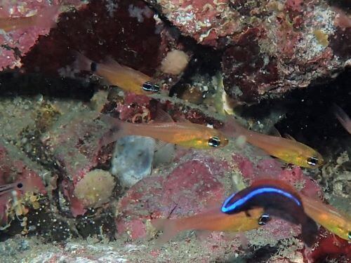 アオハナテンジクダイの幼魚・東伊豆富戸｜ダイビングショップアリエス