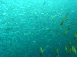 西伊豆のダイビングポイント田子の前が見えないほどの魚の大群！