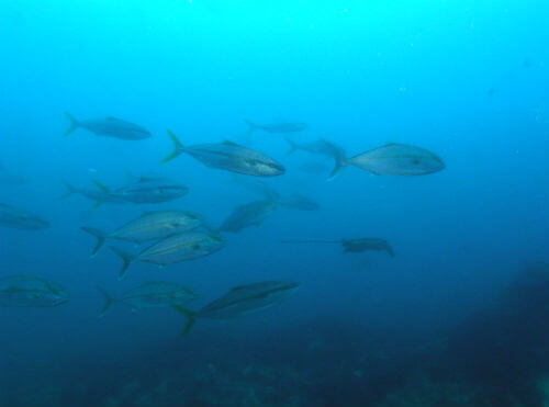 千葉のダイビングポイント西川名の回遊魚とトビエイのコラボ！