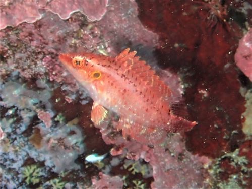 オハグロベラ属の1種2＠八幡野生物図鑑（東伊豆）｜ダイビングショップアリエス