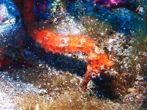 オオウミウマ＠西伊豆・大瀬崎｜ダイビングショップアリエス