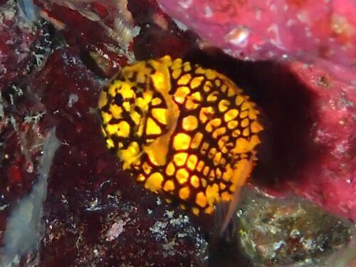 マツカサウオ＠東伊豆・富戸｜ダイビングショップアリエス