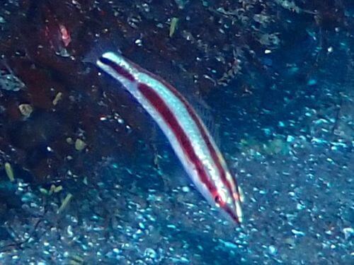 キュウセンの幼魚＠大瀬崎生物図鑑（西伊豆）｜ダイビングショップアリエス