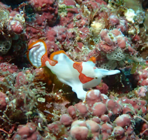 クマドリカエルアンコウの幼魚・西伊豆黄金崎｜ダイビングショップアリエス