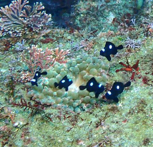 ミツボシクロスズメダイの幼魚・小田原福浦｜ダイビングショップアリエス