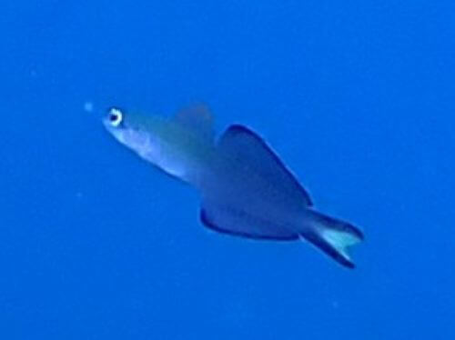 クロユリハゼ＠伊豆海洋公園生物図鑑（IOP）|ダイビングショップアリエス