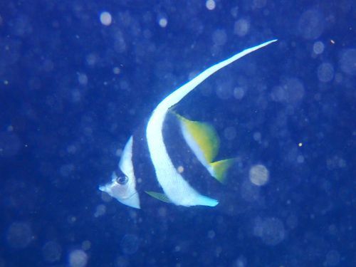 ハタタテダイ＠西伊豆・雲見｜ダイビングショップアリエス