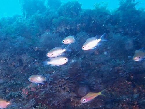 スズメダイの幼魚＠西伊豆・田子｜ダイビングショップアリエス