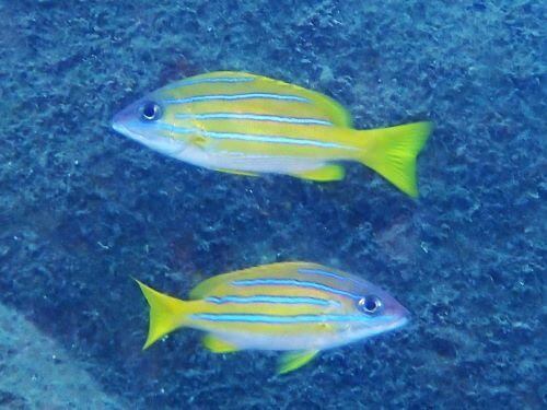 ヨスジフエダイ＠大瀬崎生物図鑑（西伊豆）｜ダイビングショップアリエス