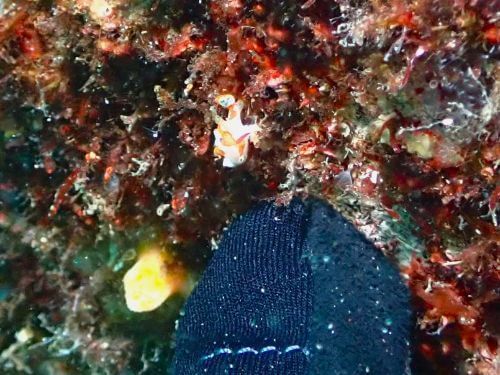 極小のシロクマ。下の黒いのは指先＠西伊豆・大瀬崎｜ダイビングショップアリエス