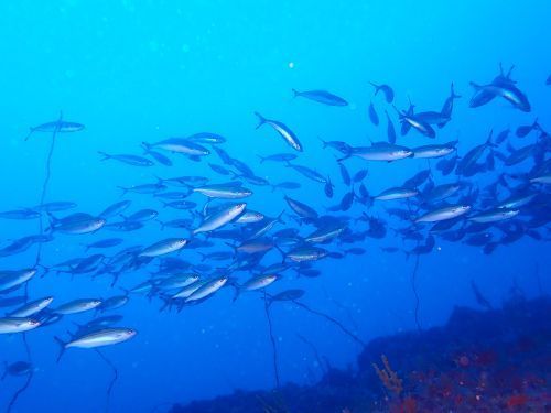 イッセンタカサゴの群れ＠西伊豆・田子｜ダイビングショップアリエス