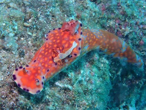 ニシキウミウシに乗るウミウシカクレエビ＠高知県・柏島｜ダイビングショップアリエス