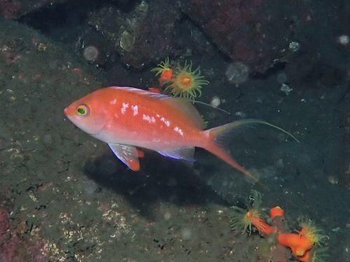 サクラダイ・西伊豆獅子浜｜ダイビングショップアリエス