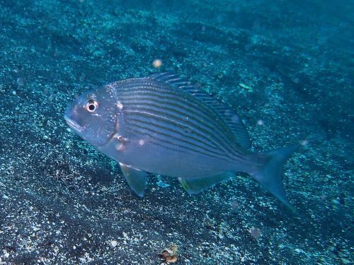ヘダイ＠大瀬崎生物図鑑（西伊豆）｜ダイビングショップアリエス