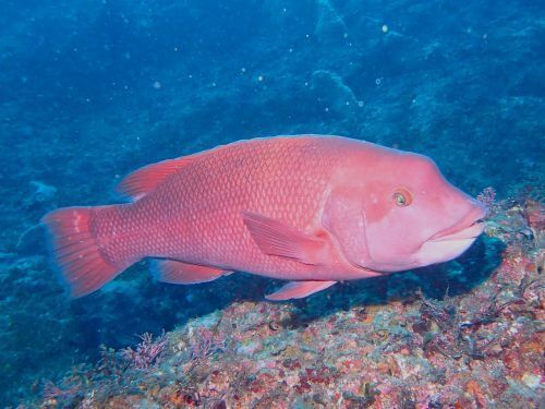 コブダイ＠千葉県・西川名｜ダイビングショップアリエス