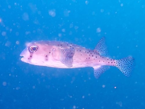 イシガキフグ＠田子生物図鑑（西伊豆）｜ダイビングショップアリエス