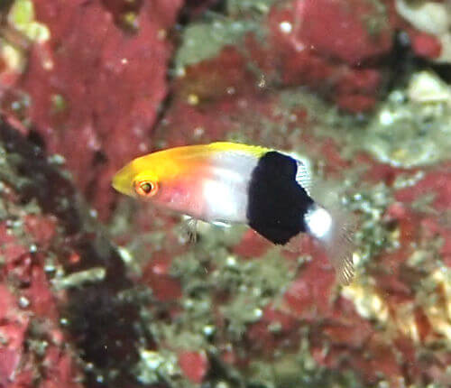 キツネベラの幼魚・伊豆海洋公園｜ダイビングショップアリエス