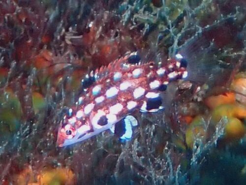 モンツキベラの幼魚＠大瀬崎生物図鑑（西伊豆）｜ダイビングショップアリエス