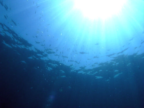 東伊豆のダイビングポイント伊豆海洋公園、頭上にきらきら光るキビナゴの群れ！