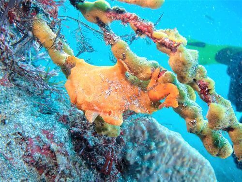 オオモンカエルアンコウとハナタツ・千葉県伊戸｜ダイビングショップアリエス