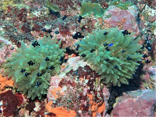 ミツボシクロスズメダイの幼魚・南伊豆中木｜ダイビングショップアリエス