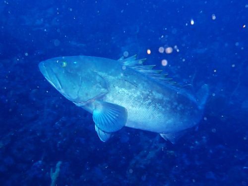 メーターオーバーのクエ＠東伊豆・赤沢｜ダイビングショップアリエス