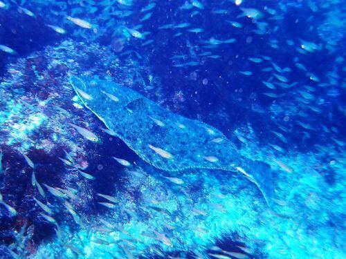 ヒラメ＠西川名フォトギャラリー（千葉県）｜ダイビングショップアリエス