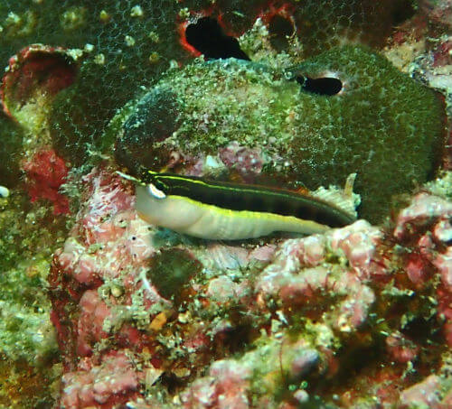 ヒトスジギンポ・柏島｜ダイビングショップアリエス