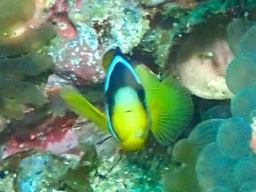 クマノミ＠西伊豆・雲見｜ダイビングショップアリエス