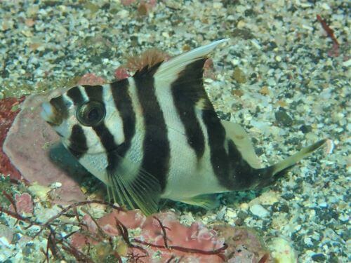 ミギマキの幼魚・東伊豆富戸｜ダイビングショップアリエス