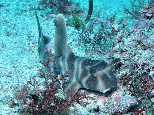 ネコザメの幼魚・東伊豆富戸｜ダイビングショップアリエス