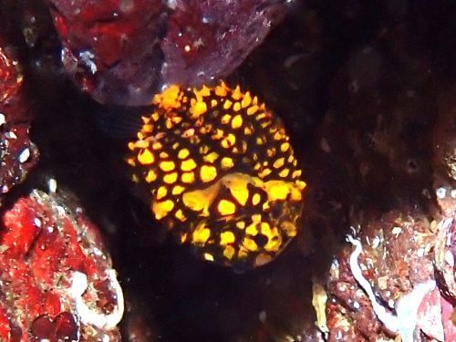 マツカサウオの幼魚＠東伊豆・八幡野｜ダイビングショップアリエス