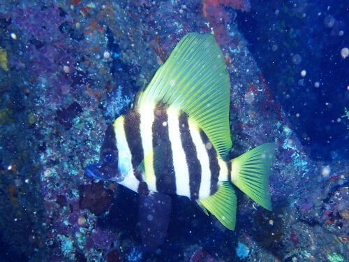 テングダイ＠富戸生物図鑑（東伊豆）｜ダイビングショップアリエス