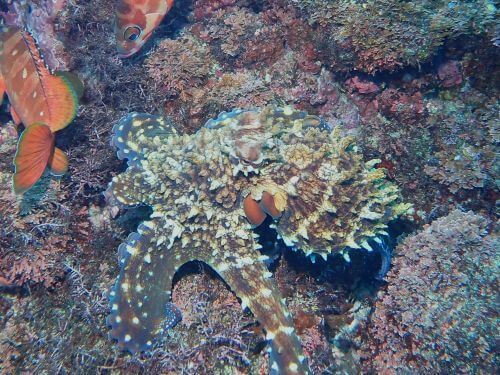 ワモンダコ＠富戸生物図鑑（東伊豆）｜ダイビングショップアリエス