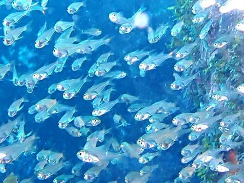 スカシテンジクダイの幼魚＠八幡野生物図鑑（東伊豆）｜ダイビングショップアリエス