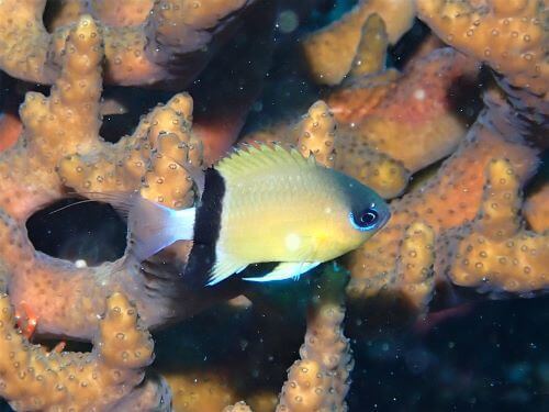 クロオビスズメダイの幼魚＠柏島生物図鑑（高知県）｜ダイビングショップアリエス