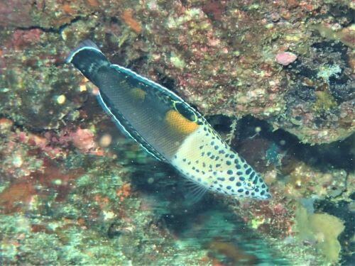 カンムリベラの若魚＠伊豆海洋公園（IOP)生物図鑑｜ダイビングショップアリエス