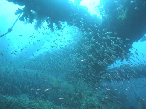 小田原のダイビングポイント岩・巨大な鉄骨が漁礁になっている