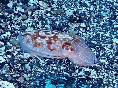 ボウズコウイカ＠東伊豆・八幡野｜ダイビングショップアリエス