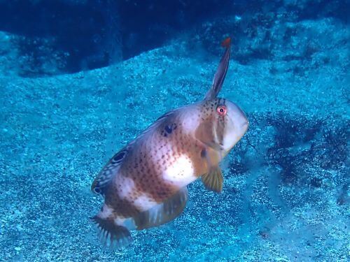 ホシテンス＠東伊豆・八幡野｜ダイビングショップアリエス