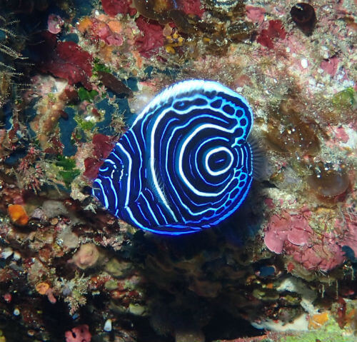 タテジマキンチャクダイの幼魚・八丈島｜ダイビングショップアリエス