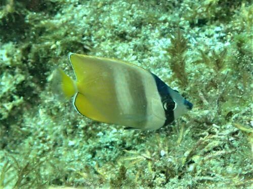 ミゾレチョウチョウウオの幼魚・東伊豆伊豆海洋公園（IOP)｜ダイビングショップアリエス