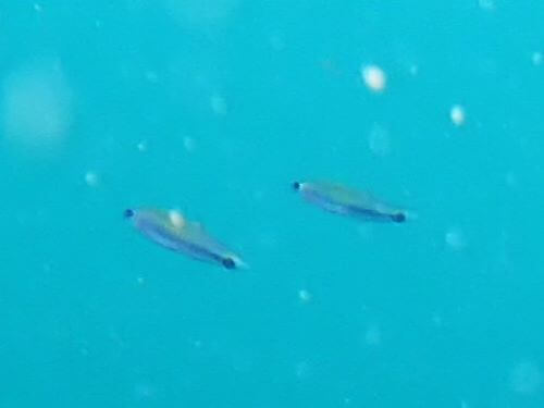 クロユリハゼの幼魚＠赤沢生物図鑑（東伊豆）｜ダイビングショップアリエス