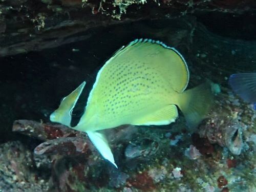 ゴマチョウチョウウオの幼魚・東伊豆伊豆海洋公園（ＩＯＰ）｜ダイビングショップアリエス