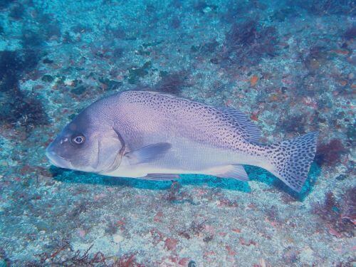 コショウダイ＠千葉県・西川名｜ダイビングショップアリエス